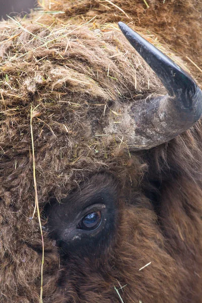 Grande bisonte marrom sábio ou europeu marrom com chifre grande e olhos castanhos na floresta de inverno . — Fotografia de Stock