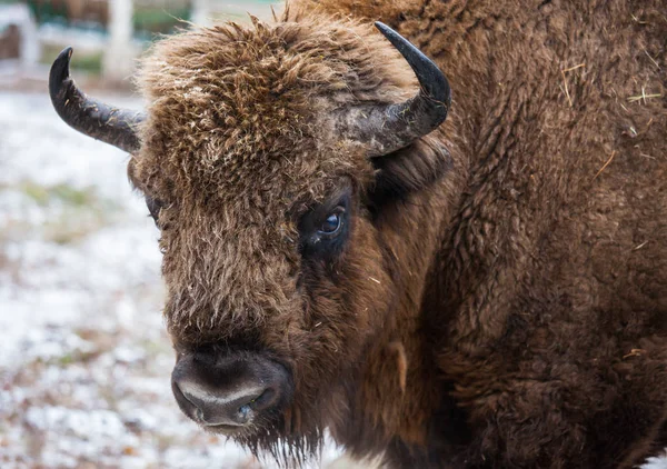 Porträtt av stora bruna Wisent eller Europeiska bruna bison med stora horn och bruna ögon i vinterskogen. — Stockfoto