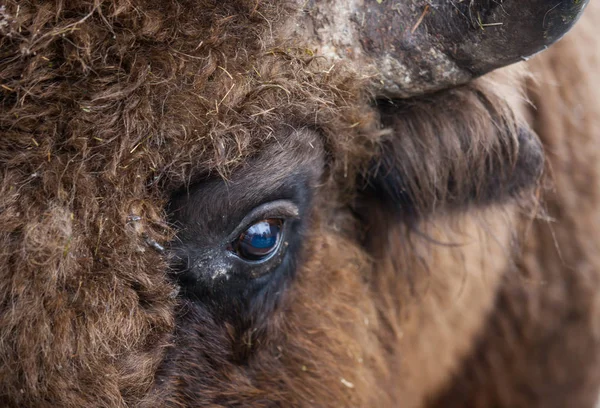 Stor brun Wisent eller europeisk brun bison med stort horn och bruna ögon i vinterskogen. — Stockfoto