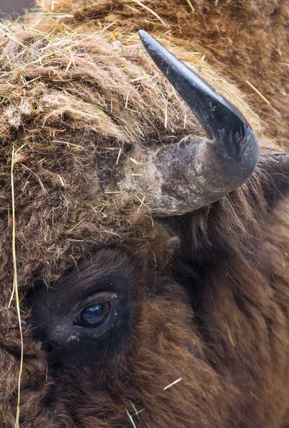 Bisonte marrón grande sabio o europeo con cuerno grande y ojos marrones en el bosque de invierno . —  Fotos de Stock