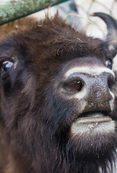 Grand bison brun savant ou brun européen avec grande corne et yeux marron dans la forêt d'hiver . — Photo