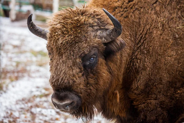 Porträtt av stora bruna Wisent eller Europeiska bruna bison med stora horn och bruna ögon i vinterskogen. — Stockfoto