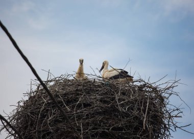 Transilvanya köyündeki kabloların arasında elektrik direğindeki büyük bir yuvadaki beyaz leylekler. Romanya