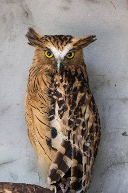 Kızgın, korkmuş balık baykuşunun portresi, Ketupa ketupu, Malay balık baykuşu olarak da bilinir, garip bir sesle uyanır ve rahatsız olur ve büyük sarı gözlerine bakar..
