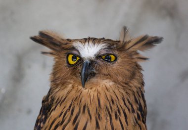 Kızgın, korkmuş balık baykuşunun portresi, Ketupa ketupu, Malay balık baykuşu olarak da bilinir, garip bir sesle uyanır ve rahatsız olur ve büyük sarı gözlerine bakar..