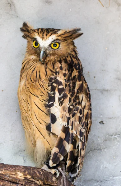 Porträt der wütenden verängstigten Fischeule Ketupa Ketupu, auch als malaiische Fischeule bekannt, erwacht und wird durch seltsame Geräusche gestört und blickt in ihre großen gelben Augen. — Stockfoto