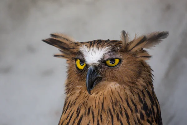 Retrato de búho de pescado búho asustado y enojado, Ketupa ketupu, también conocido como el búho de pescado malayo, despierta y perturbado por un sonido extraño y contempla sus grandes ojos amarillos . — Foto de Stock