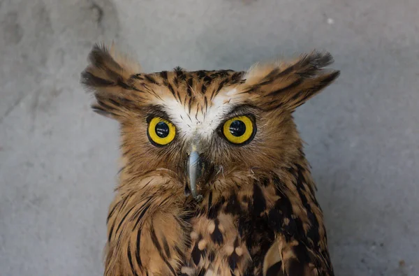 Retrato da coruja assustada, Ketupa ketupu, também conhecida como coruja de peixe malaia, acordada e perturbada por um som estranho e contemplando seus grandes olhos amarelos . — Fotografia de Stock