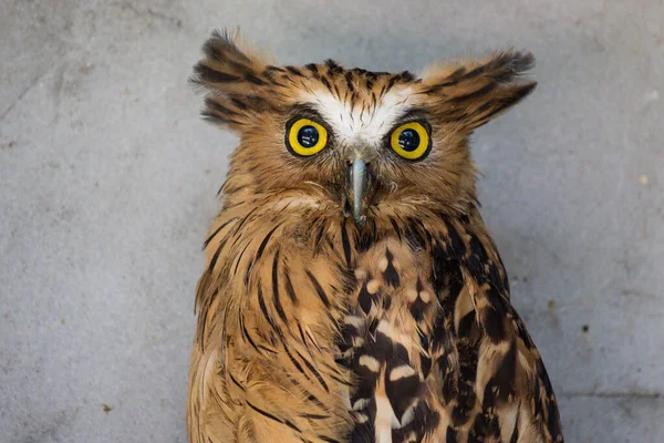 Retrato de búho de pescado búho asustado y enojado, Ketupa ketupu, también conocido como el búho de pescado malayo, despierta y perturbado por un sonido extraño y contempla sus grandes ojos amarillos . — Foto de Stock