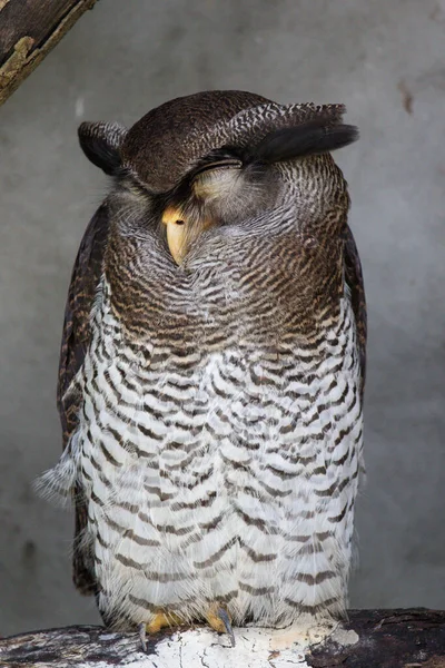 Retrato de búho águila barrado dormido, también llamado búho águila malaya con grandes ojos marrones hermosos y cejas de plumas. Bubo sumatranus . — Foto de Stock