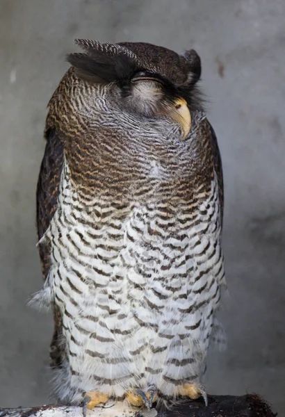 Retrato de búho águila barrado dormido, también llamado búho águila malaya con grandes ojos marrones hermosos y cejas de plumas. Bubo sumatranus . — Foto de Stock