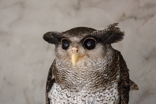 Porträt eines wütenden, verängstigten Uhus, auch malaiischer Uhu genannt, der durch seltsame Geräusche und starrende riesige braune Augen geweckt und gestört wird — Stockfoto