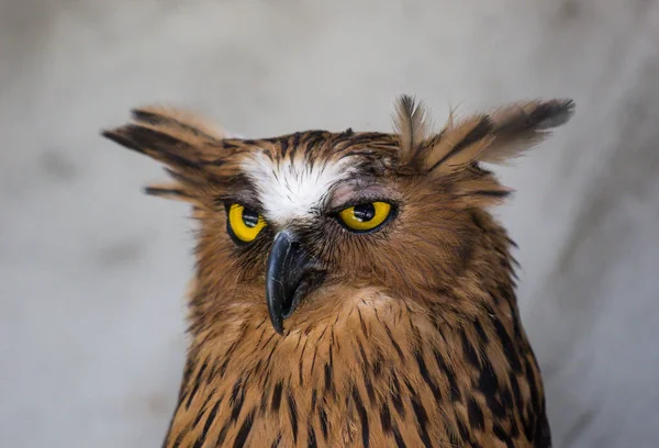 La Civetta Passo Dopo Passo Art S Creation