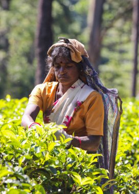 Nuwara Eliya, Sri Lanka -04 Ocak 2012: Sri Lankalı gülen Tamil kadın çay tarlasında çay yapraklarını geleneksel çay toplama yöntemiyle kırıyor