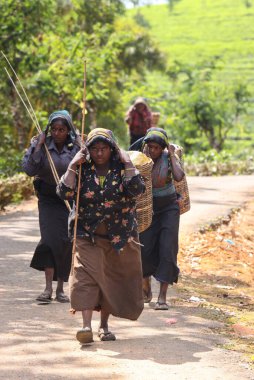 Nuwara Eliya, Sri Lanka -04 Ocak 2012: Sri Lankalı gülen Tamil kadın çay tarlasında çay yapraklarını geleneksel çay toplama yöntemiyle kırıyor