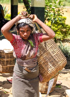 Nuwara Eliya, Sri Lanka -04 Ocak 2012: Sri Lankalı gülen Tamil kadın çay tarlasında çay yapraklarını geleneksel çay toplama yöntemiyle kırıyor