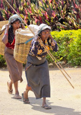 Nuwara Eliya, Sri Lanka -04 Ocak 2012: Sri Lankalı gülen Tamil kadın çay tarlasında çay yapraklarını geleneksel çay toplama yöntemiyle kırıyor