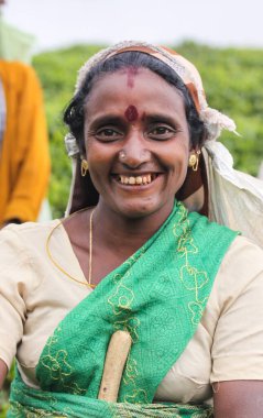 Nuwara Eliya, Sri Lanka -04 Ocak 2012: Sri Lankalı gülen Tamil kadın çay tarlasında çay yapraklarını geleneksel çay toplama yöntemiyle kırıyor