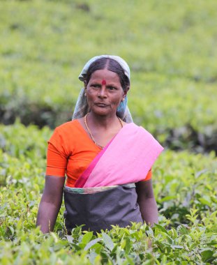 Nuwara Eliya, Sri Lanka -04 Ocak 2012: Sri Lankalı gülen Tamil kadın çay tarlasında çay yapraklarını geleneksel çay toplama yöntemiyle kırıyor