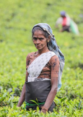 Nuwara Eliya, Sri Lanka -04 Ocak 2012: Sri Lankalı gülen Tamil kadın çay tarlasında çay yapraklarını geleneksel çay toplama yöntemiyle kırıyor