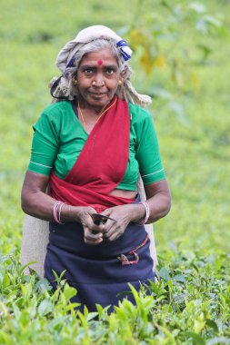 Nuwara Eliya, Sri Lanka -04 Ocak 2012: Sri Lankalı gülen Tamil kadın çay tarlasında çay yapraklarını geleneksel çay toplama yöntemiyle kırıyor