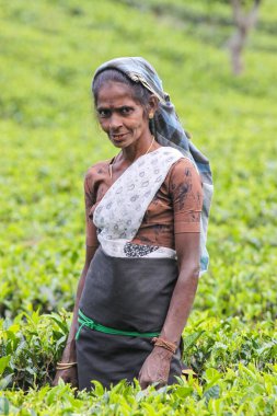 Nuwara Eliya, Sri Lanka -04 Ocak 2012: Sri Lankalı gülen Tamil kadın çay tarlasında çay yapraklarını geleneksel çay toplama yöntemiyle kırıyor