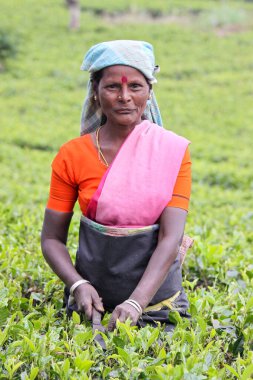 Nuwara Eliya, Sri Lanka -04 Ocak 2012: Sri Lankalı gülen Tamil kadın çay tarlasında çay yapraklarını geleneksel çay toplama yöntemiyle kırıyor