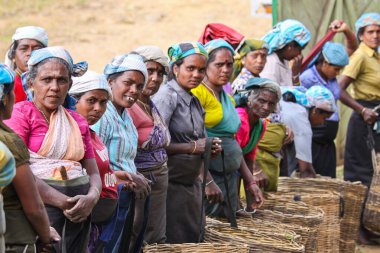 Nuwara Eliya, Sri Lanka -04 Ocak 2012: Sri Lankalı gülen Tamil kadınları çay tarlasında geleneksel çay toplama yöntemiyle çay yapraklarını kırdılar