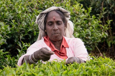 Nuwara Eliya, Sri Lanka -04 Ocak 2012: Sri Lankalı gülen Tamil kadın çay tarlasında çay yapraklarını geleneksel çay toplama yöntemiyle kırıyor