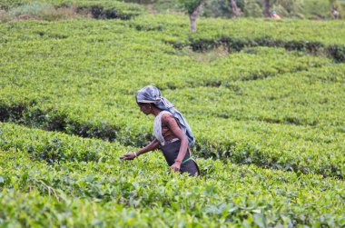 Nuwara Eliya, Sri Lanka -04 Ocak 2012: Sri Lankalı gülen Tamil kadın çay tarlasında çay yapraklarını geleneksel çay toplama yöntemiyle kırıyor