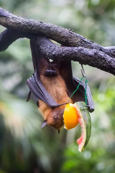 Murciélago de la fruta también conocido como zorro volador con grandes alas de cuero colgando al revés y hacia abajo comiendo jugosa naranja y sandía —  Fotos de Stock