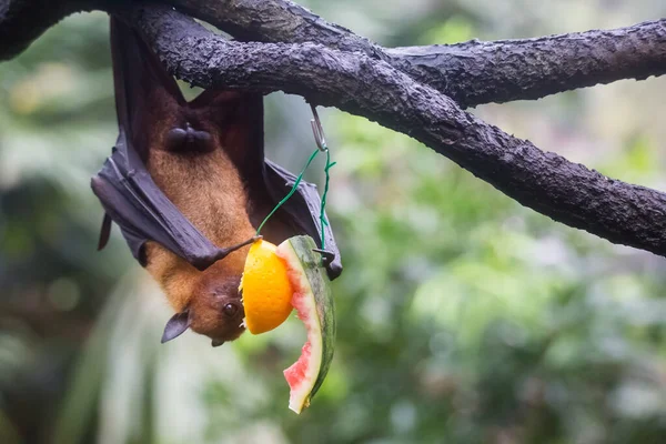 Fruit bat also known as flying fox with big leather wings hanging upside and down eating juicy orange and watermelon