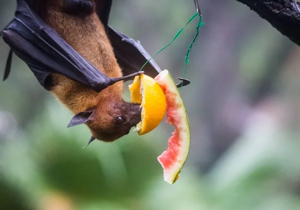 Fruit bat also known as flying fox hanging upside and down eating juicy orange and watermelon