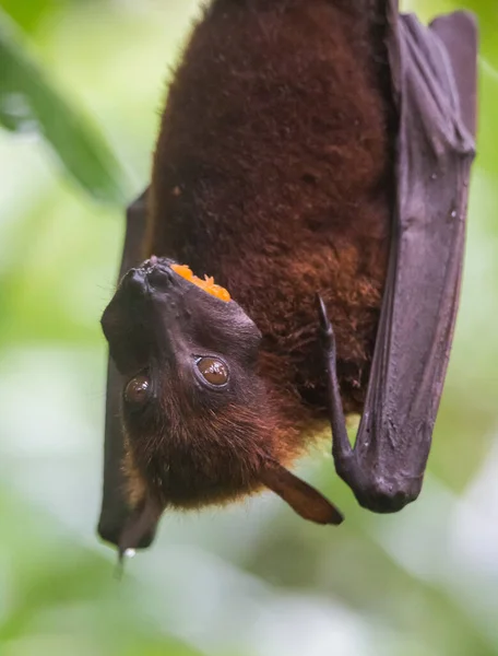 Murciélago de la fruta también conocido como zorro volador con grandes alas de cuero colgando al revés y hacia abajo comer naranja jugosa con la boca llena y las mejillas llenas —  Fotos de Stock