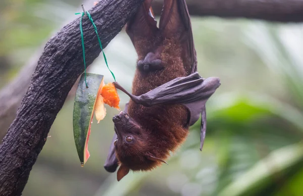 Fruit bat also known as flying fox with big leather wings hanging upside and down eating juicy orange and watermelon — Stock Photo, Image