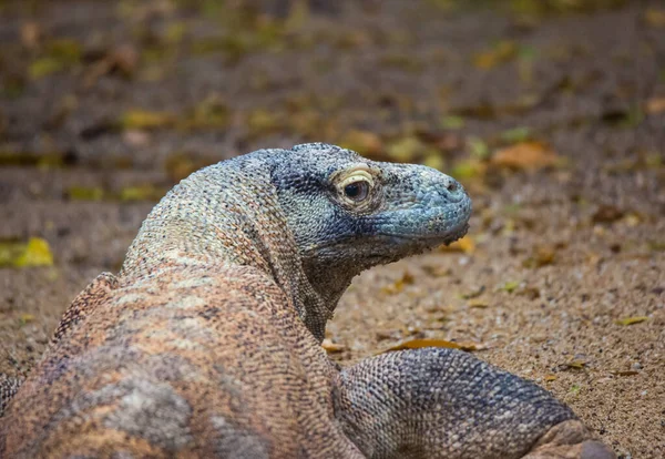 Potret erat Komodo Dragon, kadal terbesar di dunia yang melihat ke kamera — Stok Foto