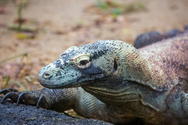 Potret erat Komodo Dragon, kadal terbesar di dunia yang melihat ke kamera — Stok Foto