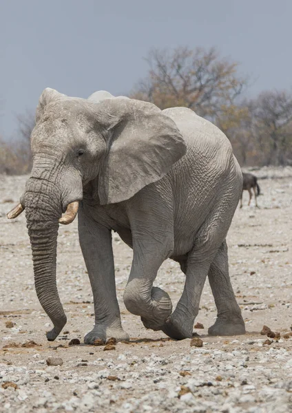 Un grand éléphant d'Afrique mâle marchant dans les plaines du parc national d'Etosha. — Photo