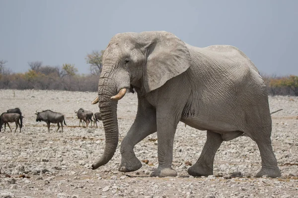 Jeden velký africký slon kráčí po pláních národního parku Etosha. — Stock fotografie