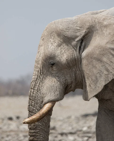 Retrato de cierre de un gran elefante africano masculino con grandes tejas y un tronco arruinado. — Foto de Stock