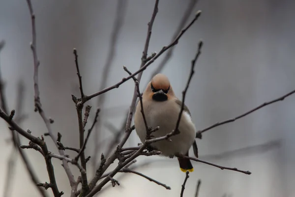 ボヘミアンワックスカラフルな鳥の羽立ち寒い春の日に — ストック写真