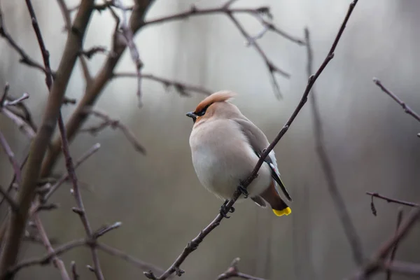 Bohemian waxwing colourful tufted bird perching in a cold spring day — Stock Photo, Image