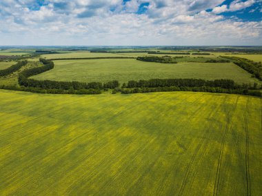 Güneşli yaz gününde kocaman sarı kolza tohumu tarlalarının havadan görünüşü. Doğal soyut model. Rusya