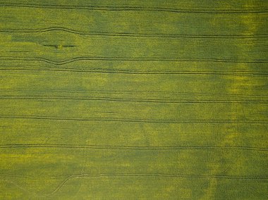 Güneşli yaz gününde kocaman sarı kolza tohumu tarlalarının havadan görünüşü. Doğal soyut model. Rusya