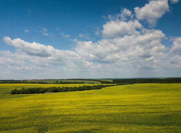 在阳光明媚的夏日,空中俯瞰着盛开的黄色菜籽地.自然抽象的模式。俄罗斯 — 图库照片