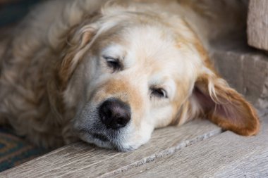 Tatlı altın labrador av köpeğinin uyuduğu ve ahşap zeminde tatlı rüyalar gördüğü portreyi kapat. Buruna seçici odaklanma