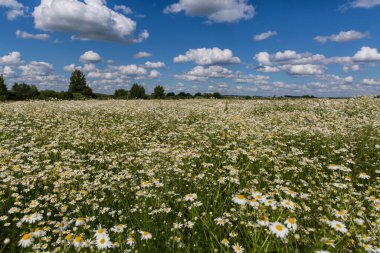 Mavi gökyüzü arka planında beyaz çiçekli papatya çayı