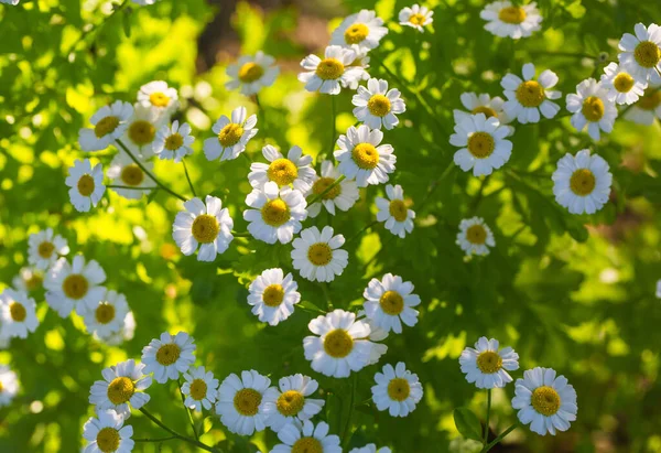 여름에는 초원의 카모 마일 꽃 — 스톡 사진