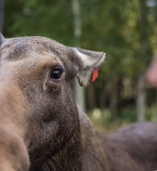 Närbild porträtt av roliga nyfikna huvud av en älg eller eurasiska älg med stora bruna ögon och näsa — Stockfoto