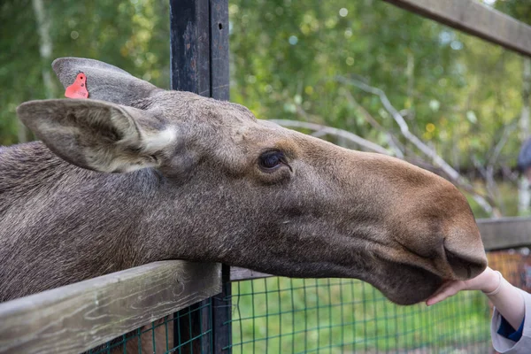 Närbild porträtt av roliga nyfikna huvud av en älg eller eurasiska älg med stora bruna ögon och näsa — Stockfoto